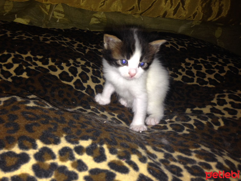 Tekir Kedi, Kedi  Isimsiz fotoğrafı