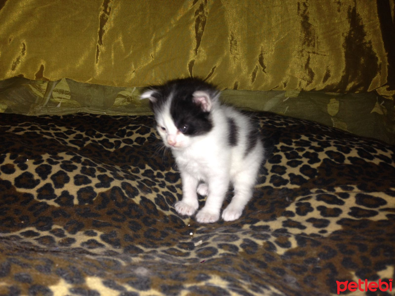 Tekir Kedi, Kedi  Isimsiz fotoğrafı