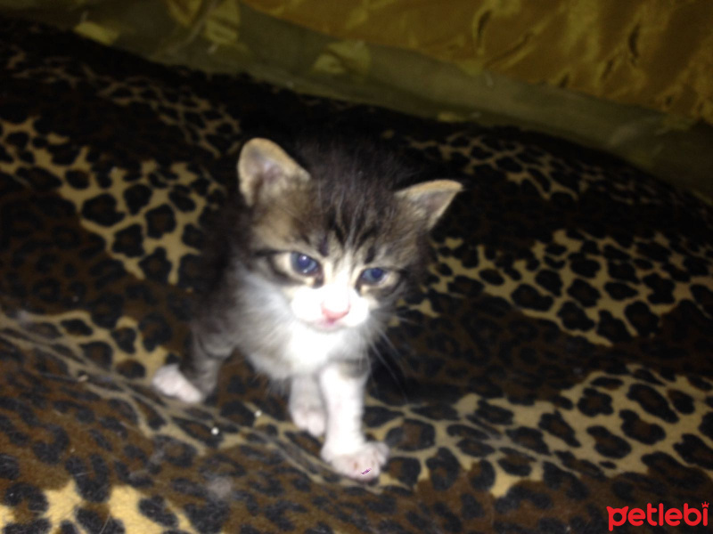 Tekir Kedi, Kedi  Isimsiz fotoğrafı