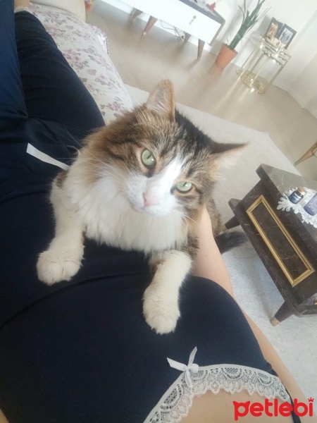 Tekir Kedi, Kedi  Paşa fotoğrafı