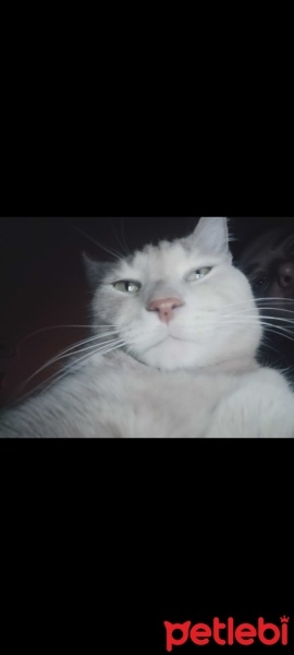 Tekir Kedi, Kedi  Latte fotoğrafı