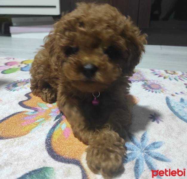 Poodle (Minyatür Kaniş), Köpek  Kuki fotoğrafı