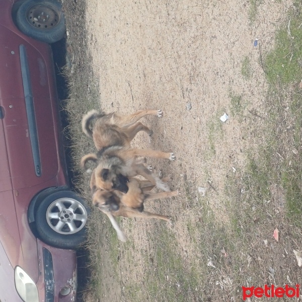 Kangal, Köpek  Putin fotoğrafı