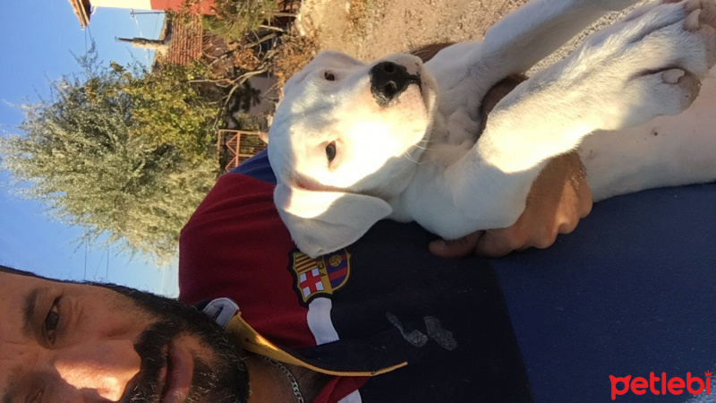 Dogo Arjantin, Köpek  Bobo fotoğrafı