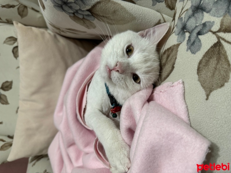 British Shorthair, Kedi  Bulut fotoğrafı