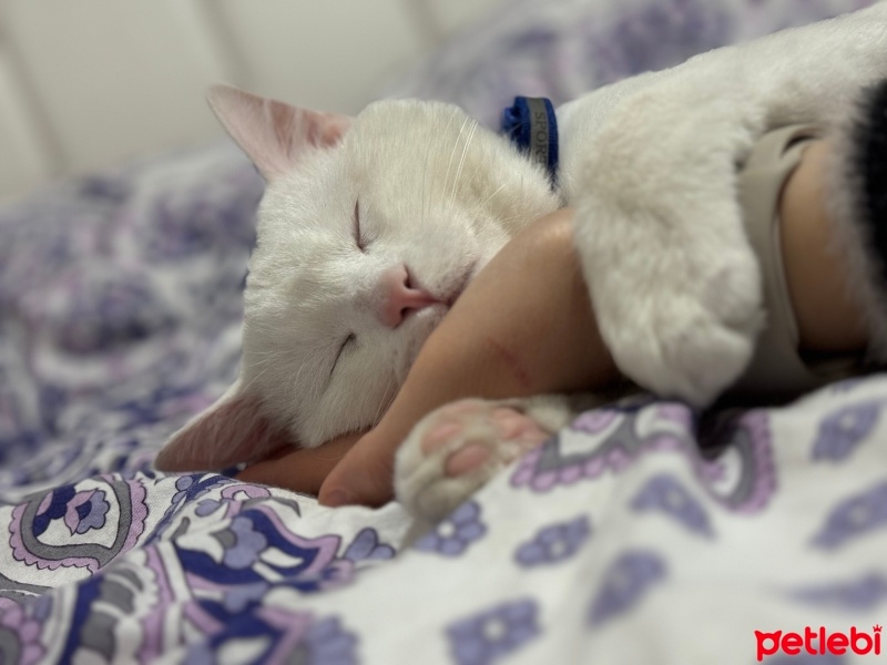 British Shorthair, Kedi  Bulut fotoğrafı