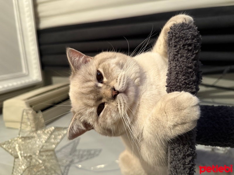 British Shorthair, Kedi  Limon fotoğrafı