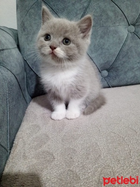 British Shorthair, Kedi  Duman fotoğrafı