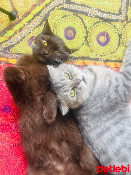 British Shorthair, Kedi  Şila fotoğrafı