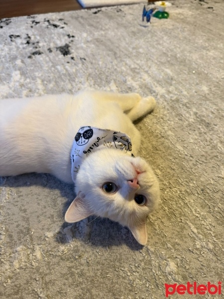 British Shorthair, Kedi  Pamuk fotoğrafı