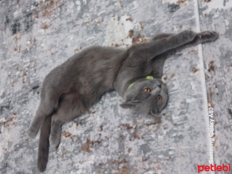 Scottish Fold, Kedi  Diva fotoğrafı