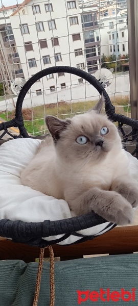 British Shorthair, Kedi  Sultan fotoğrafı