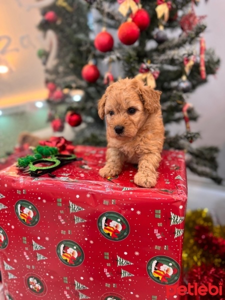 Poodle(Standart Kaniş), Köpek  Tarçın fotoğrafı