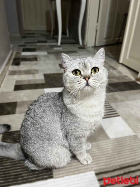 British Shorthair, Kedi  Sütlaç fotoğrafı