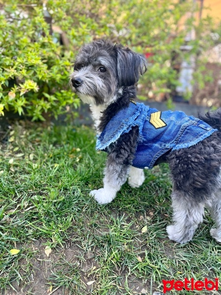 Maltese, Köpek  Bey fotoğrafı