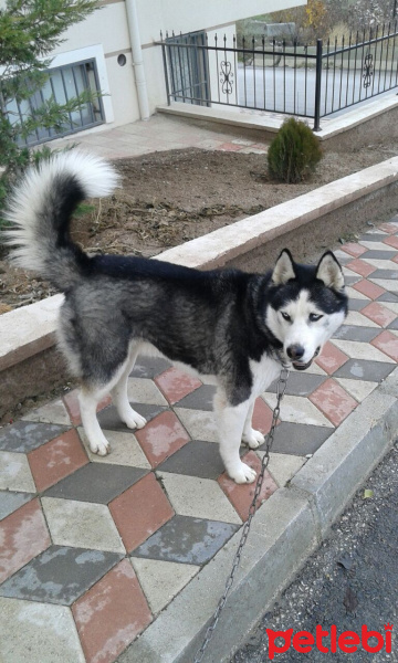 Sibirya Kurdu (Husky), Köpek  cakir fotoğrafı