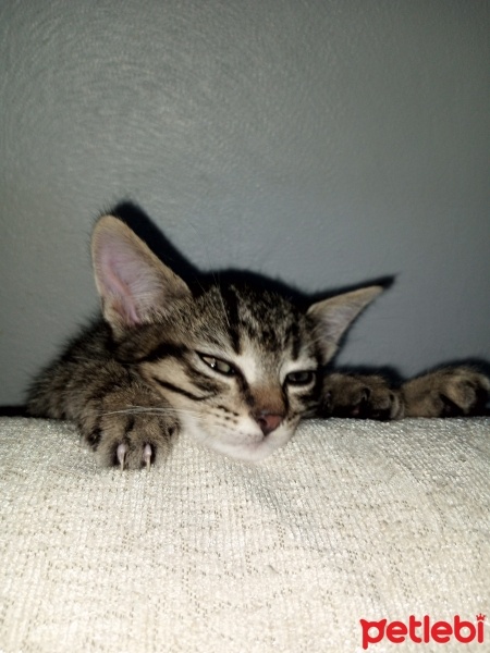 Scottish Fold, Kedi  Gece fotoğrafı