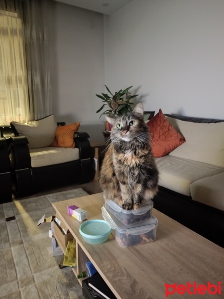 Tekir Kedi, Kedi  Neva fotoğrafı