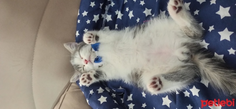 British Longhair, Kedi  Prensbey fotoğrafı