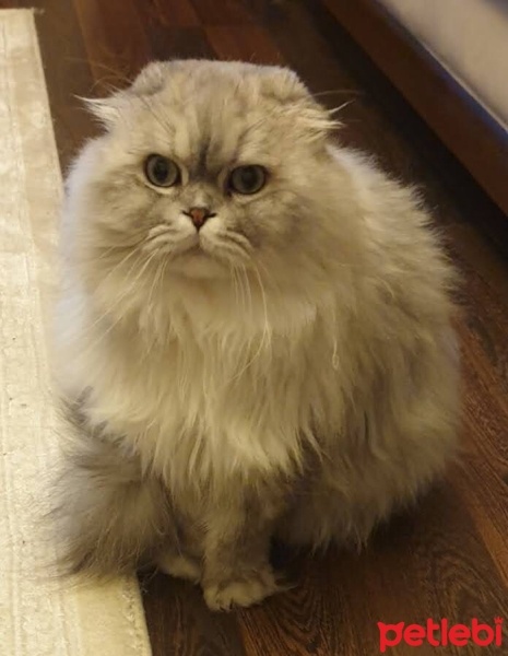 Scottish Fold, Kedi  Asil fotoğrafı