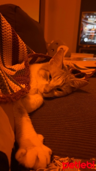 Sarman, Kedi  Ayten fotoğrafı