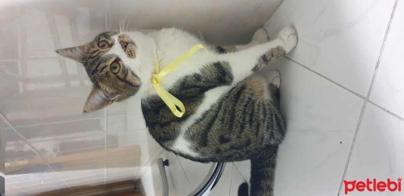 Tekir Kedi, Kedi  Tosbik fotoğrafı
