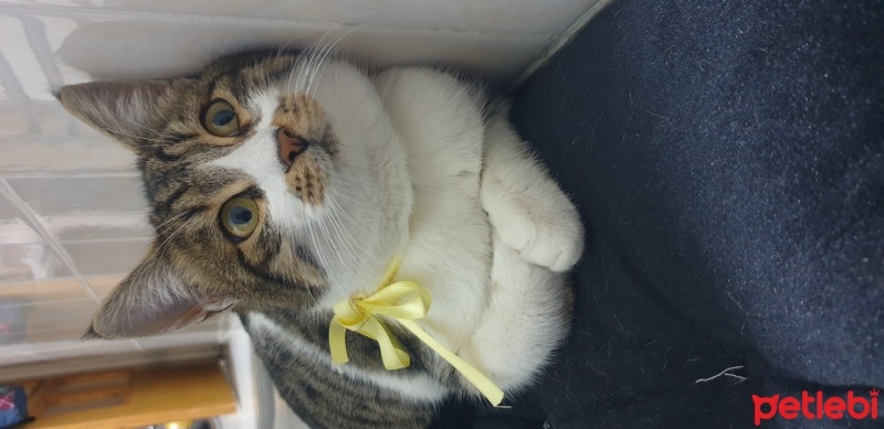 Tekir Kedi, Kedi  Tosbik fotoğrafı