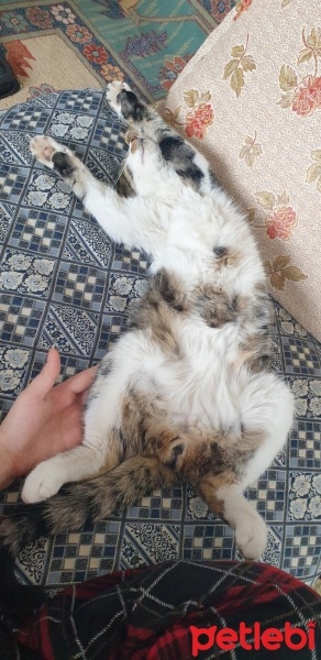 Tekir Kedi, Kedi  Tosbik fotoğrafı