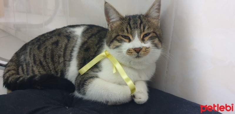 Tekir Kedi, Kedi  Tosbik fotoğrafı