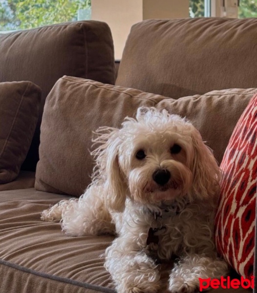 Poodle (Minyatür Kaniş), Köpek  Luna fotoğrafı