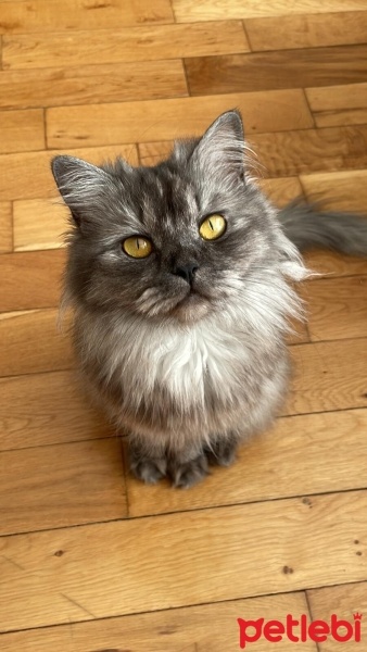 British Longhair, Kedi  Pixie fotoğrafı