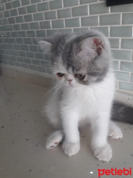 Exotic Shorthair, Kedi  Yoda fotoğrafı