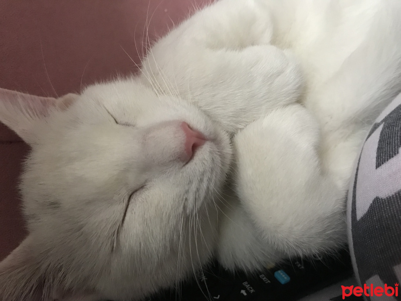 Van Kedisi, Kedi  Çirkin fotoğrafı