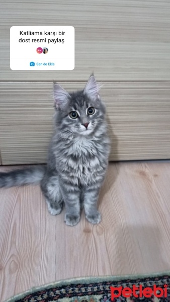 Maine Coon, Kedi  Duman fotoğrafı