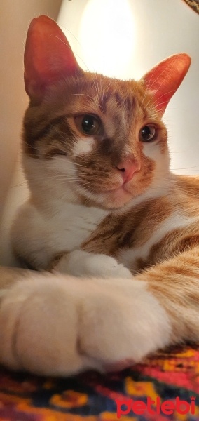 Sarman, Kedi  Balım fotoğrafı