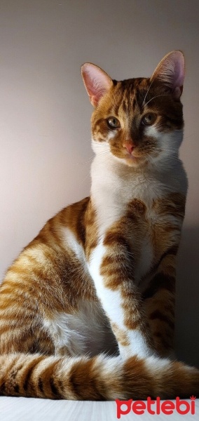 Sarman, Kedi  Balım fotoğrafı