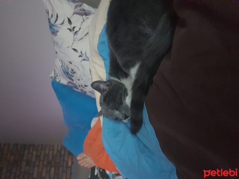 Tekir Kedi, Kedi  Ceviz fotoğrafı