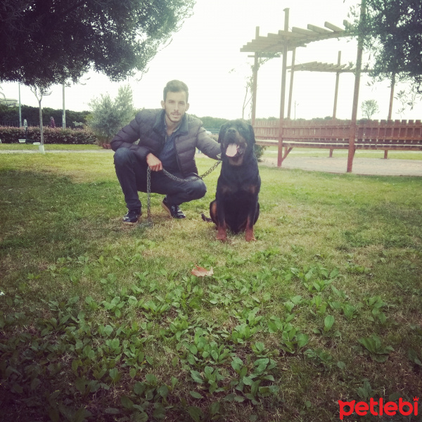 Rottweiler, Köpek  Pasa fotoğrafı