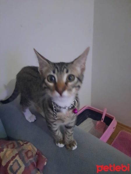 Tekir Kedi, Kedi  Leo fotoğrafı