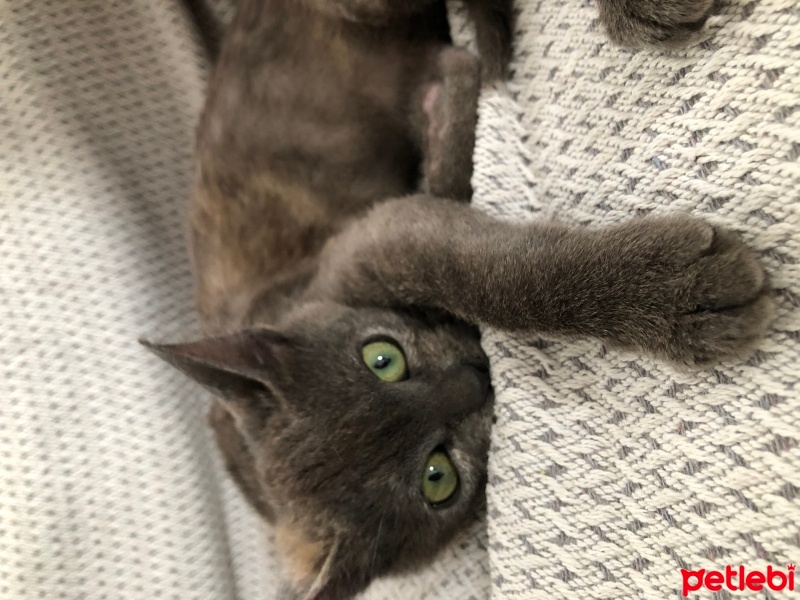 Tekir Kedi, Kedi  Luna fotoğrafı