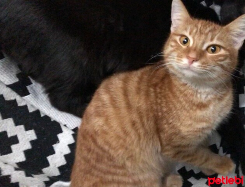Sarman, Kedi  Portakal fotoğrafı
