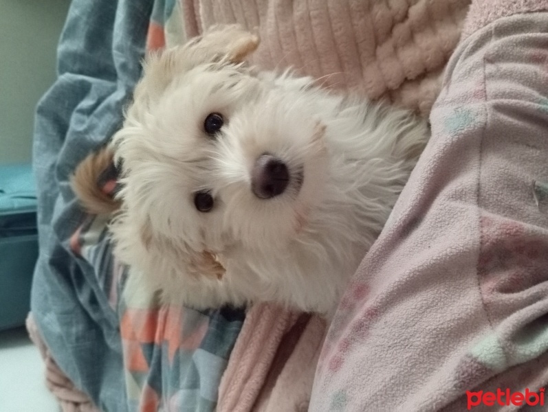 Poodle(Standart Kaniş), Köpek  Coco fotoğrafı