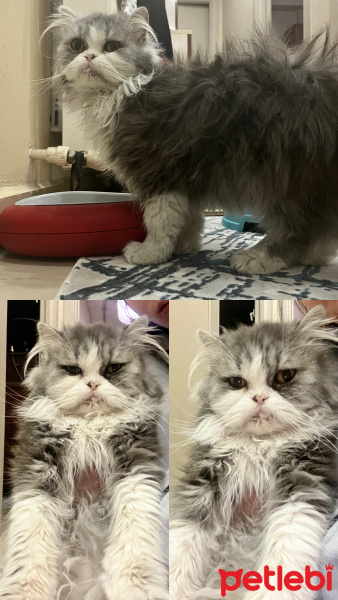 British Longhair, Kedi  Tom fotoğrafı