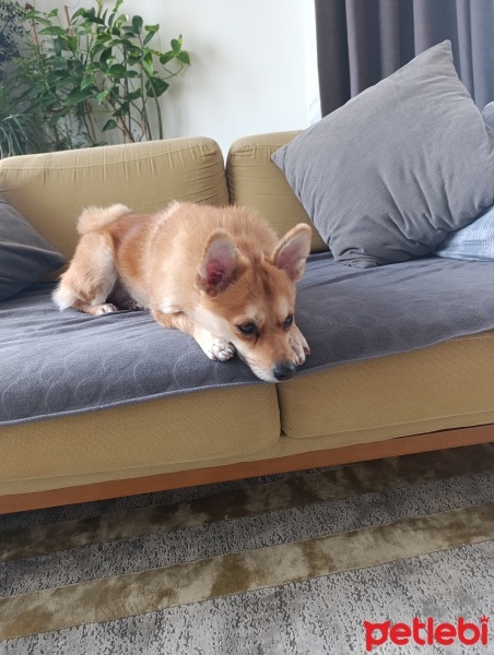 Pomeranyalı, Köpek  Viny fotoğrafı