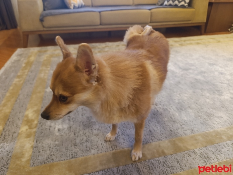 Pomeranyalı, Köpek  Viny fotoğrafı