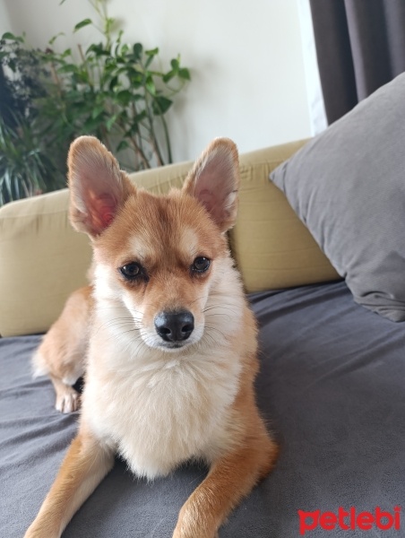 Pomeranyalı, Köpek  Viny fotoğrafı