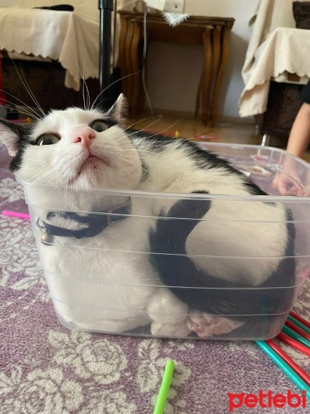 Tekir Kedi, Kedi  Zeus fotoğrafı