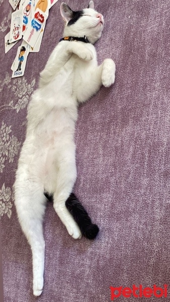 Tekir Kedi, Kedi  Zeus fotoğrafı