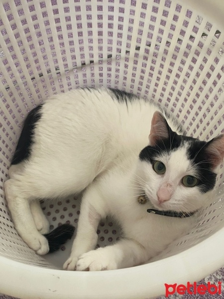 Tekir Kedi, Kedi  Zeus fotoğrafı