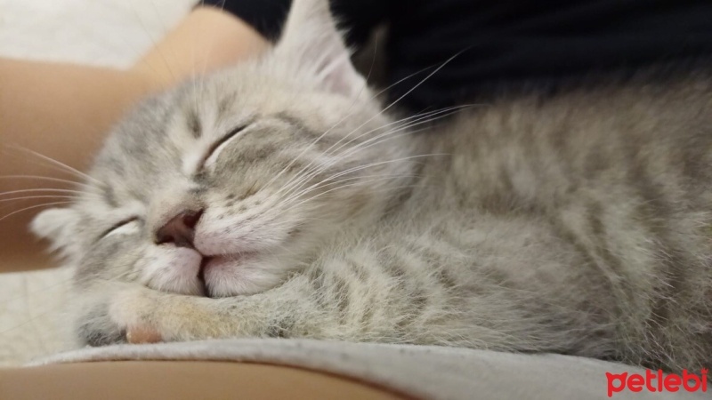 Tekir Kedi, Kedi  Alya fotoğrafı